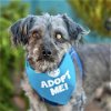 adoptable Dog in pacific grove, CA named Copperfield