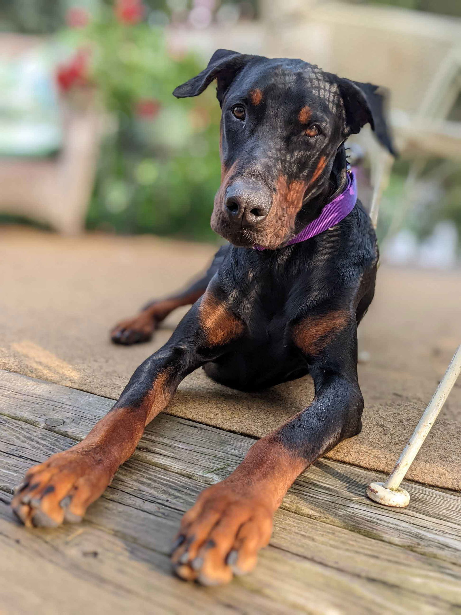 Dog for Adoption - Cooper, a Doberman Pinscher in Milwaukee County, WI ...