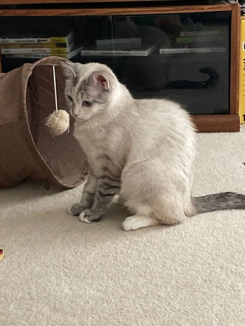 picture of the cat needing adoption