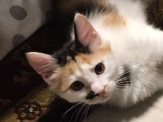 Cats for Adoption in Red Bank, New Jersey | Alpha Paw