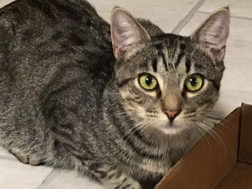 picture of the cat needing adoption