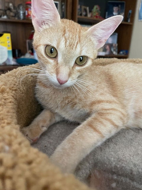 picture of the cat needing adoption