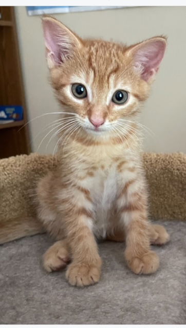 adoptable Cat in Winston Salem, NC named CP - NC Waffles