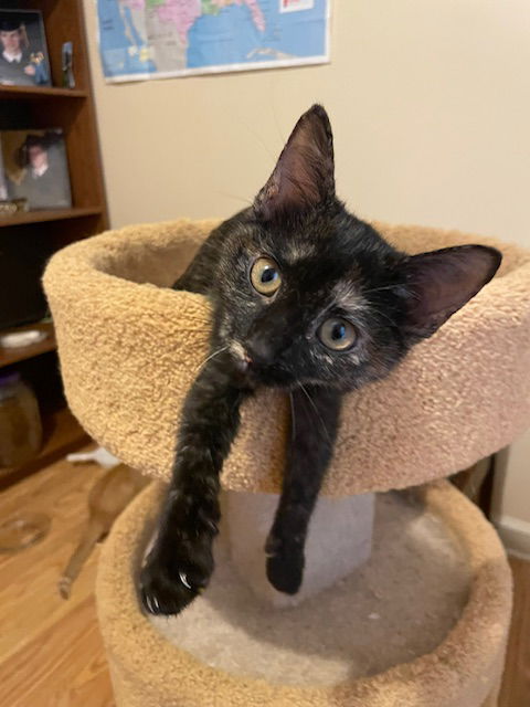 picture of the cat needing adoption
