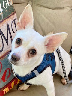 Lola ADOPTED!