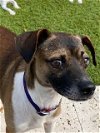adoptable Dog in tampa, FL named Bailey *ADOPTED*