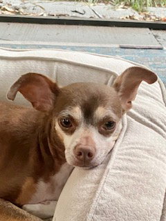 Daisy ADOPTED