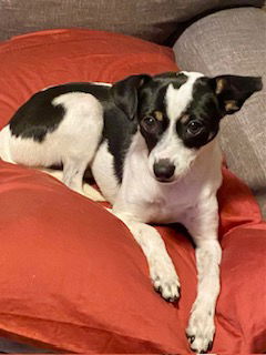 picture of the dog needing adoption