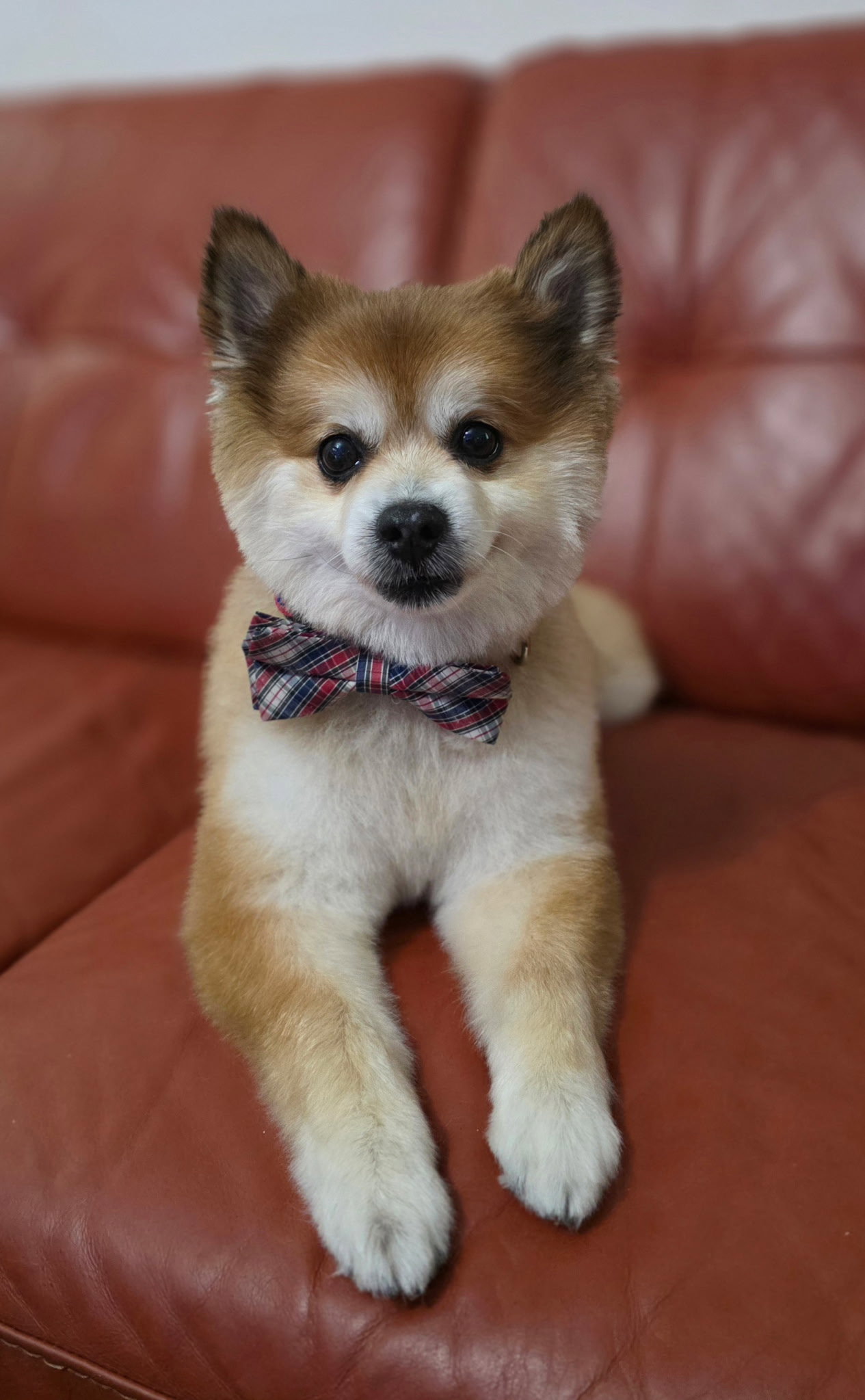 Scooter ADOPTED Image