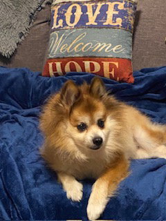 Scooter ADOPTED photo 2