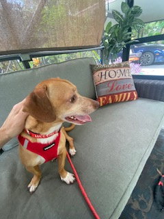 Louie photo 4