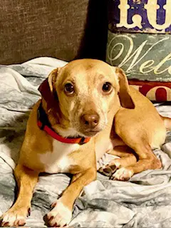 Louie - Dachshund