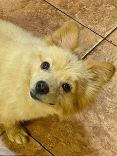 Photo 4 of Tucker ADOPTED