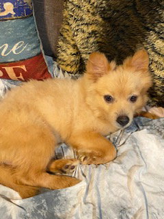 Photo 3 of Tucker ADOPTED