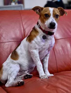 Eddie - Jack Russell Terrier