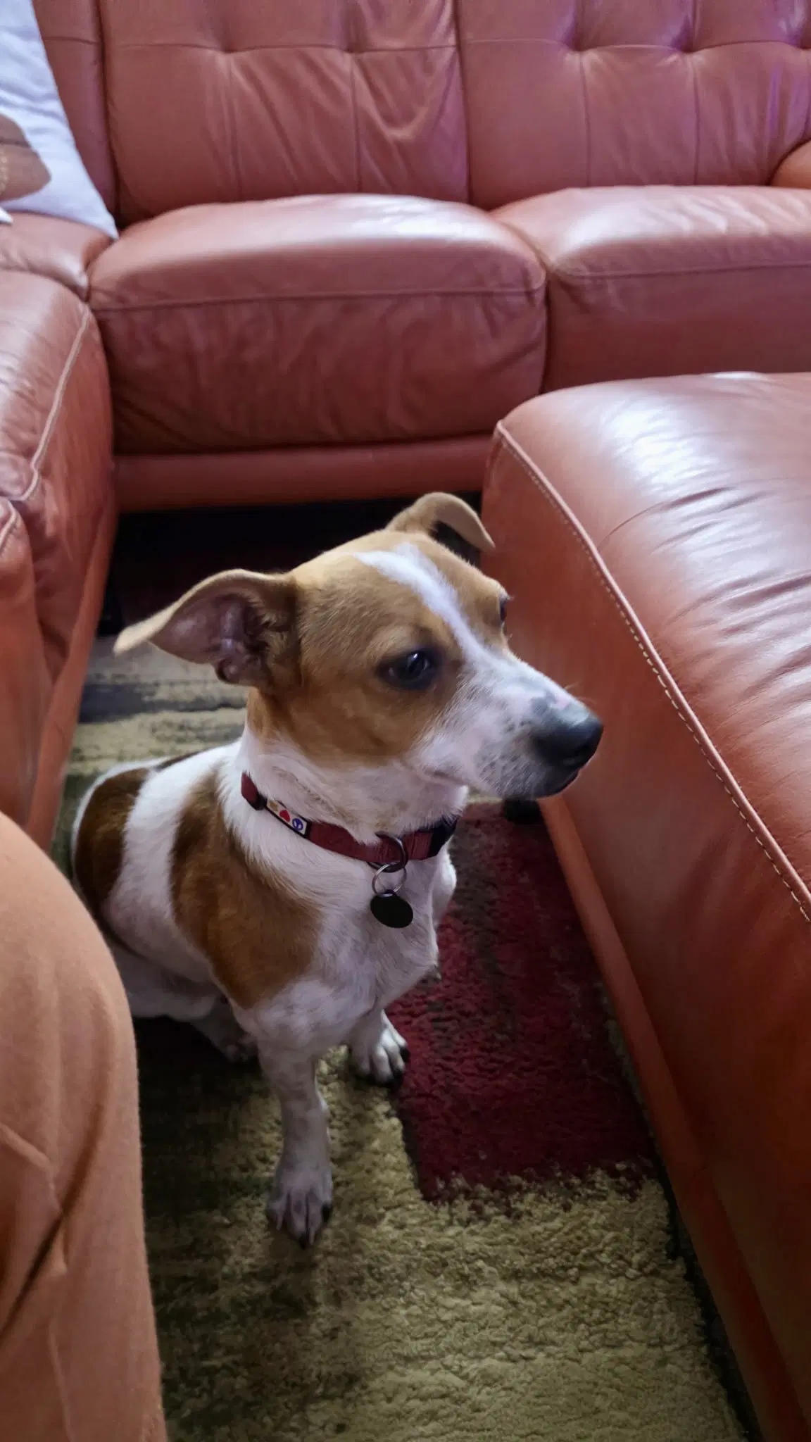 Eddie image 3