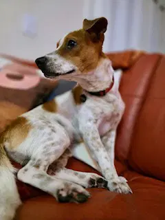 Eddie image 4