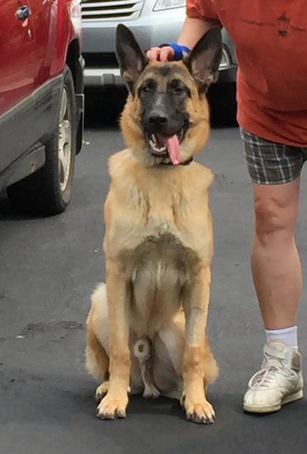 Buddy GSD