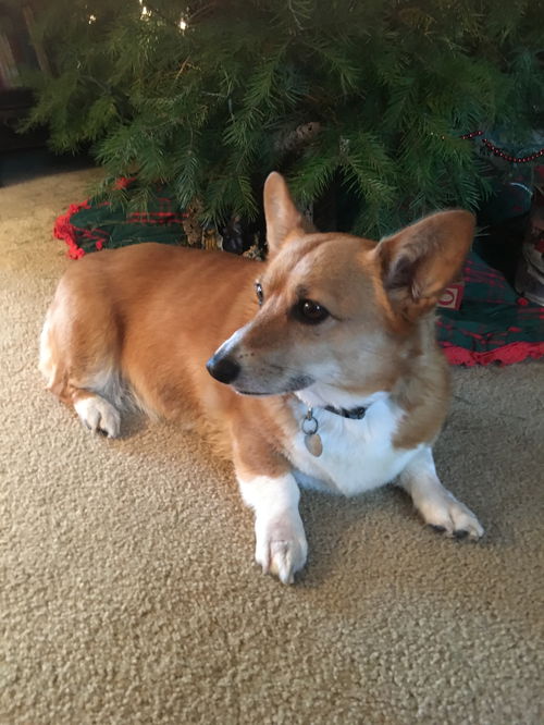 Pepper (Corgi)