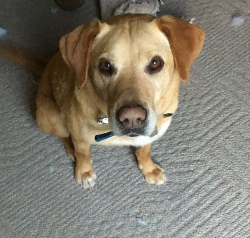 Sweet Peanut