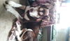 Rusty 2