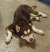 Rusty 2