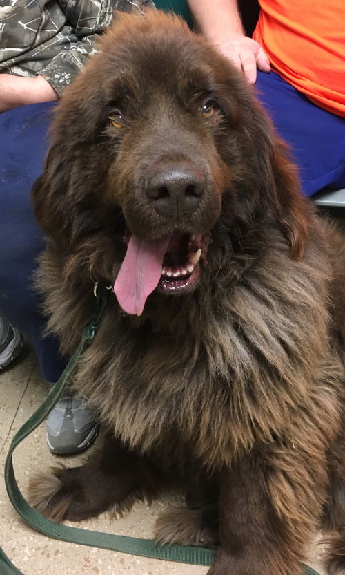 Ben (Newfie)