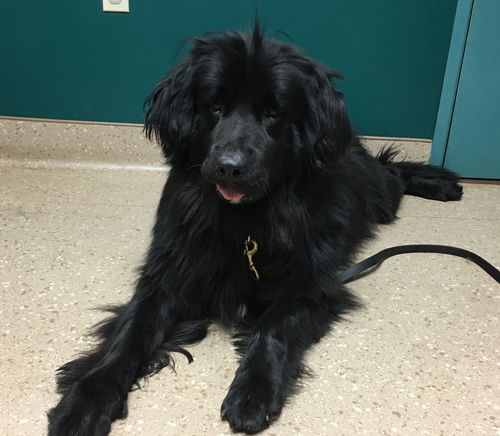 Belle (newfie)