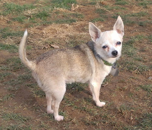 Tinkerbelle