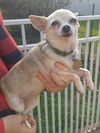 Tinkerbelle