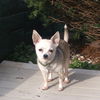 Tinkerbelle