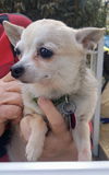Tinkerbelle