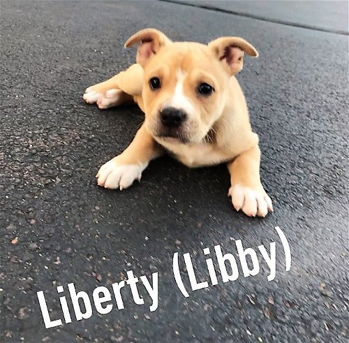Independence 4: Liberty
