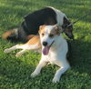 Sheltie 1: Harper