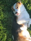 Sheltie 1: Harper