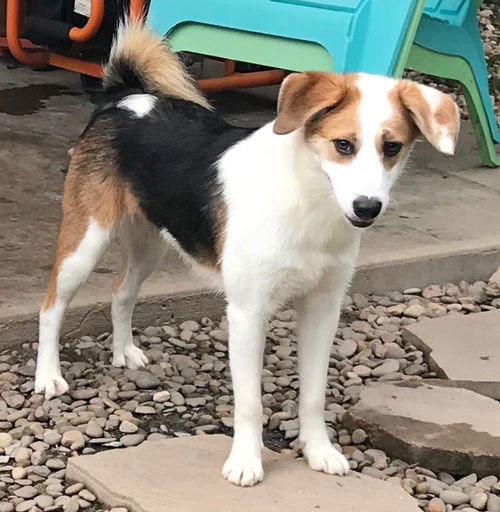Sheltie 1: Harper