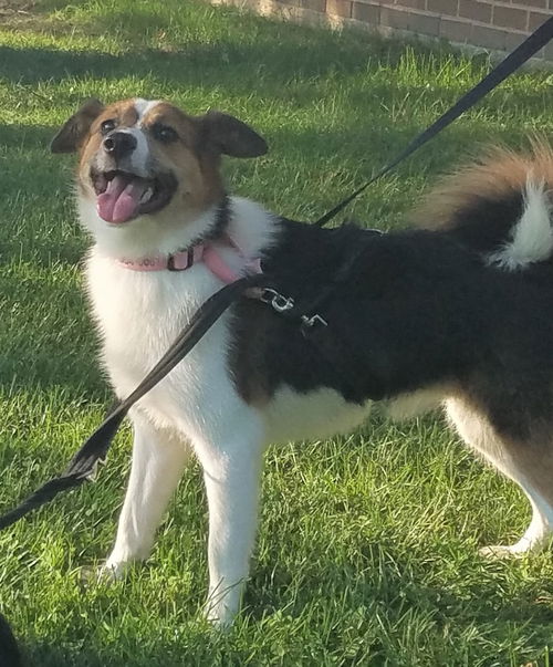 Sheltie 2: Kendall