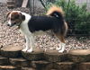 Sheltie 2: Kendall