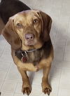 Bruno