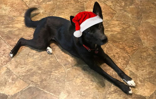 Joyeux Noel
