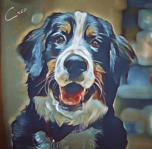 Kimber