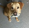 Sweet Peanut/Bevis
