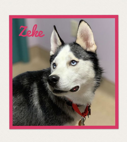 Husky Male: Zeke