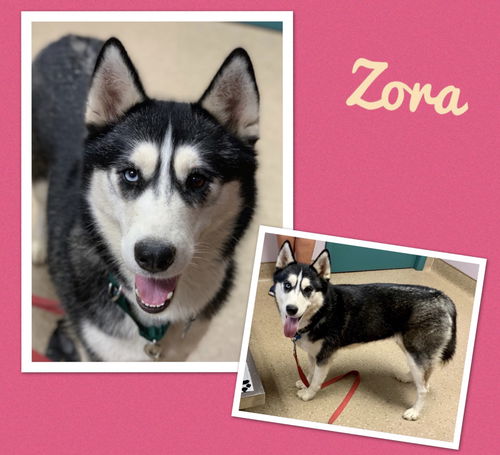 Husky Female: Zora