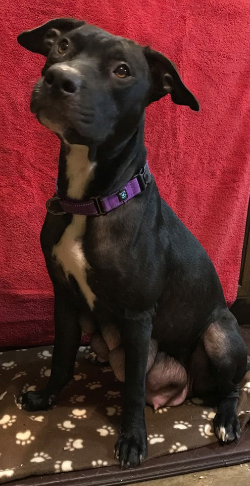 Luna Bug