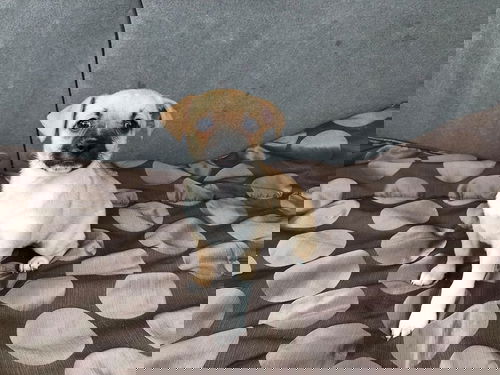 Rona 2: Birx