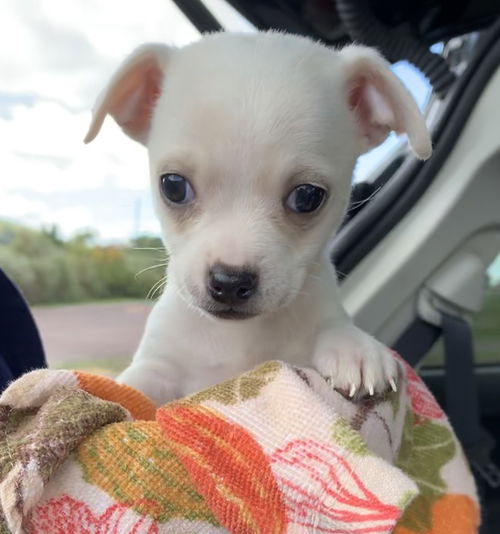 Spice Puppy - Clove
