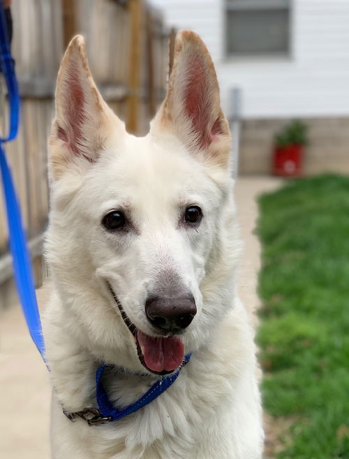 Rocky GSD
