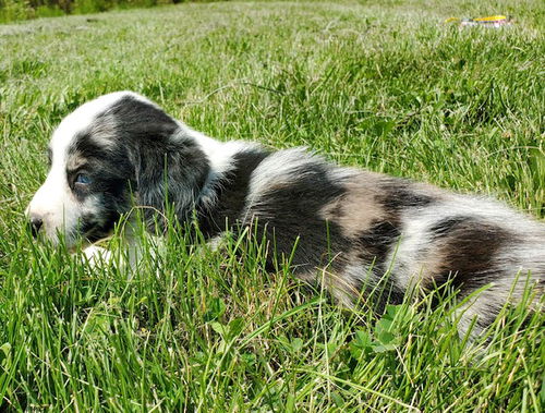 Beatles Litter: Sergeant Pepper