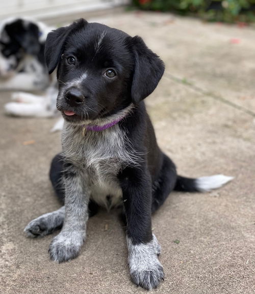 Beatles LItter: Lucy in the Sky w/Diamonds